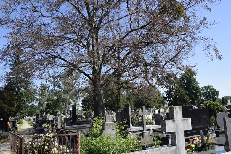 Ktoś zabija drzewa na cmentarzu świętego Józefa. Policja prowadzi śledztwo