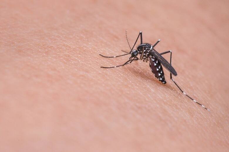 Malaria i denga w Europie? Ekspertka wieszczy szaleńczą epidemię