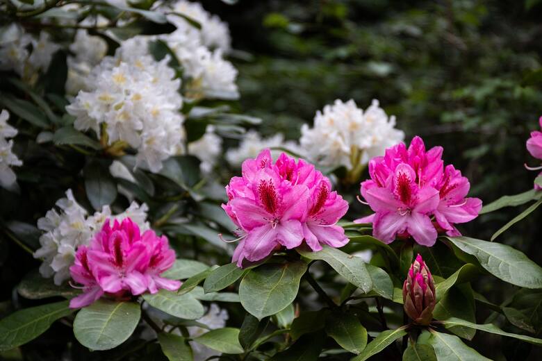 Rododendrony mają wspaniałe kwiaty i przeróżne kolory. Ich liście nie opadają na zimę.