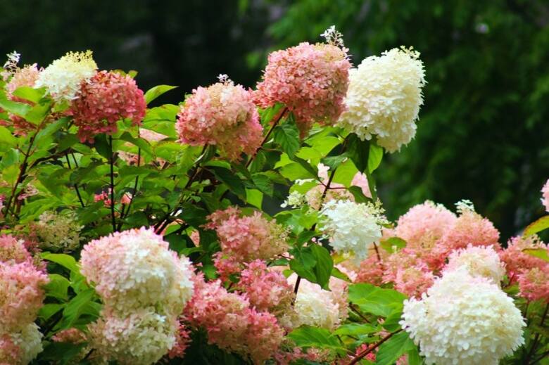 Hortensje bukietowe zmieniają kolor podczas kwitnienia. To cecha niezależna od odczynu ziemi.