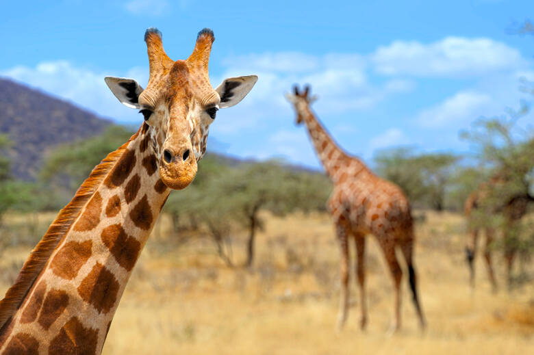 Żyrafy w parku narodowym Amboseli w Kenii