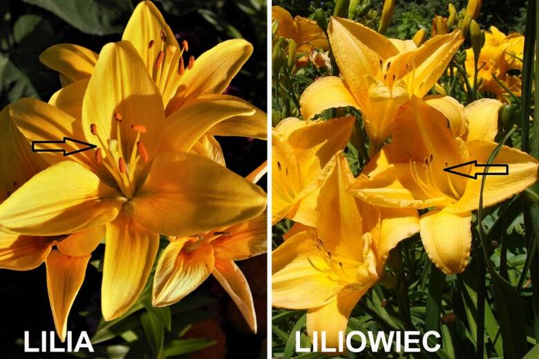Kolor i kształt kwiatu lilii i liliowca może być bardzo podobny. Ale lilie mają znacznie bardziej widoczny centralny słupek i pręciki (z dużymi pylnikami
