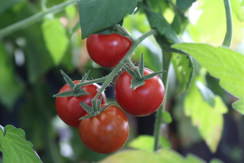 Zaraza na pomidorach to nie wszystko. Jak zwalczać choroby pomidorów? Brązowe plamy niepokoją