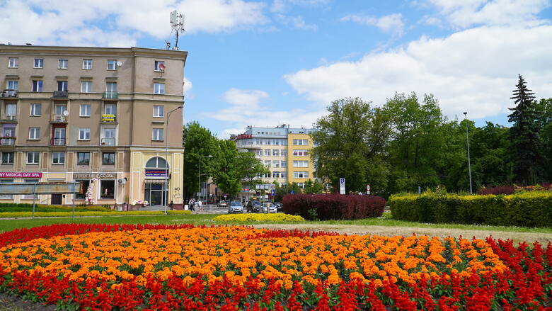 Te kwiaty pojawiły się w Kielcach właśnie dzięki Zielonemu Mecenatowi.