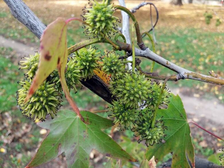 Owoce ambrowca wyglądają dekoracyjnie i mają przyjemny zapach. Jednak w polskim klimacie nasiona przeważnie nie dojrzewają.