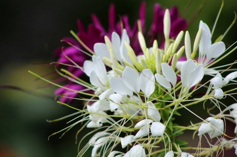 Kleome wygląda pięknie w ogrodzie, ale bardzo dobrze nadaje się również na kwiat cięty.