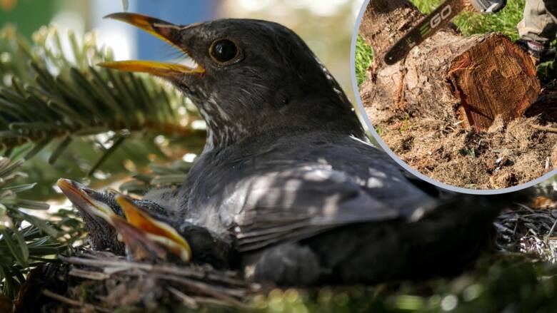 Przepisy dotyczące gniazd ptaków chronionych, w tym wycinki drzew, obowiązują nie tylko od października do marca.