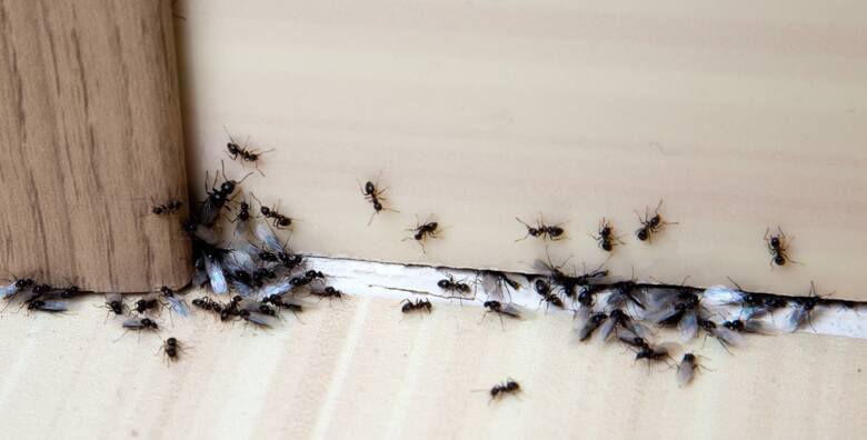 Tani trik na wykurzenie mrówek z domu.
