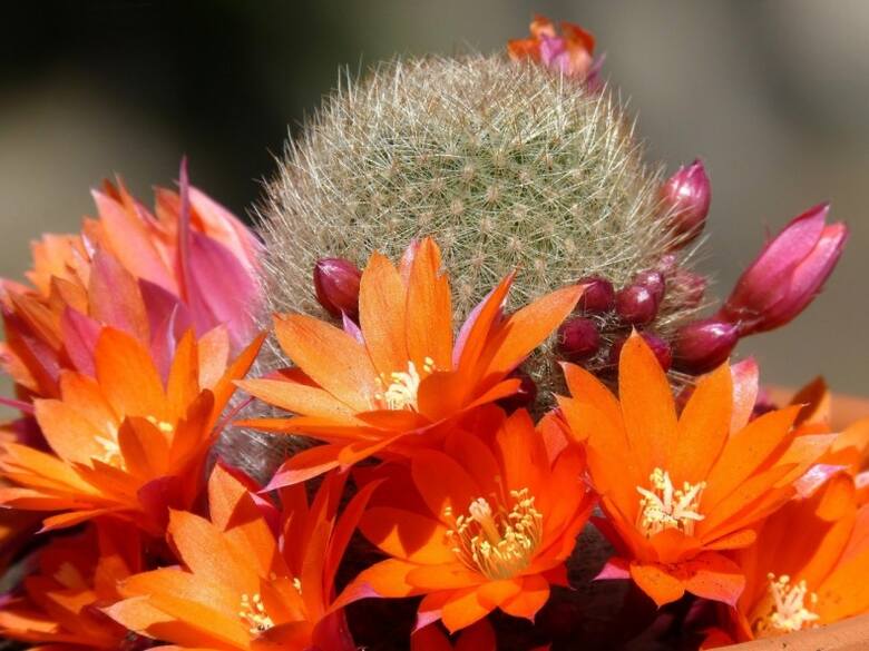 Słońce uwielbiają kaktusy. Wśród nich są gatunki o pięknych kwiatach.