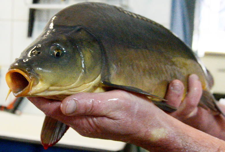 Ryba czuje i cierpi. Prawo w obronie karpia. Przybywa wyroków za znęcanie się nad nimi w Polsce