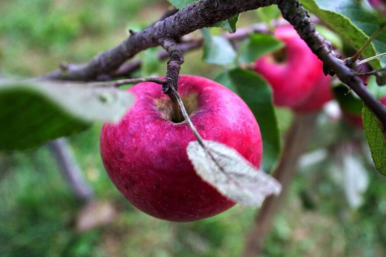 Kiedy sadzić drzewa owocowe - jabłonie, grusze, śliwy, wiśnie i morele? Nie dla wszystkich odpowiednia jest ta sama pora