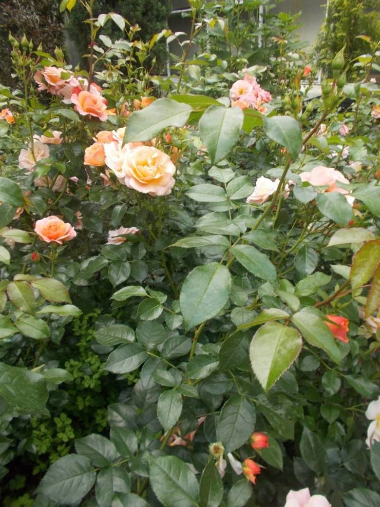 U państwa Winklerów w Ornontowicach kwitną najstarsze róże