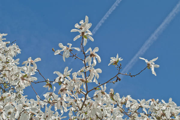 Podczas spaceru w ogrodzie japońskim można także oglądać kwitnące magnolie.