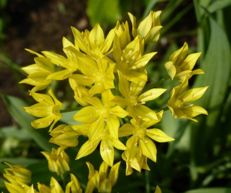 Czosnek złocisty ma ładne gwiazdkowate kwiaty o błyszczących płatkach.