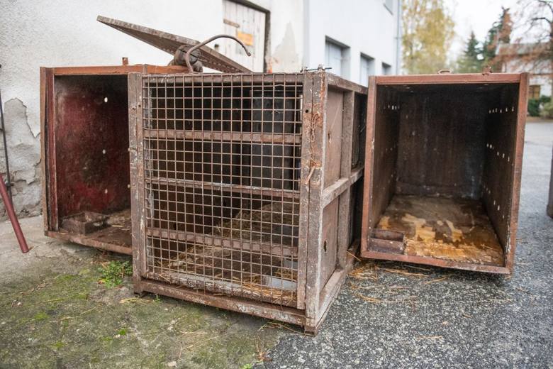 Siedem tygrysów z nielegalnego transportu do Rosji przebywa obecnie w poznańskim zoo. Objęte są 30-dniową kwarantanną. Były przewożone w samochodzie