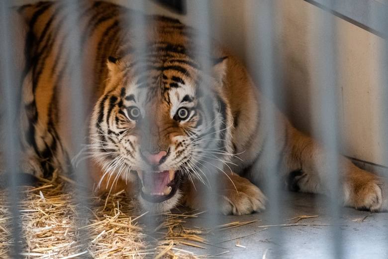 Siedem tygrysów z nielegalnego transportu do Rosji przebywa obecnie w poznańskim zoo. Objęte są 30-dniową kwarantanną. Były przewożone w samochodzie