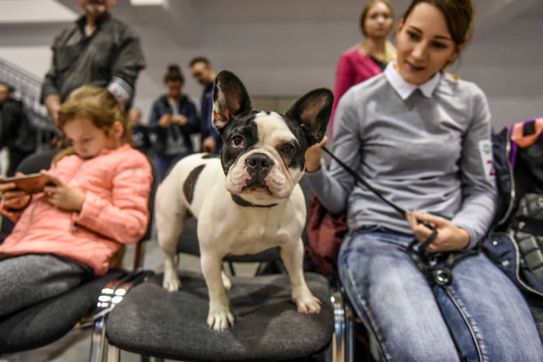 Na Międzynarodowych Targach Poznańskich nie odbędzie się coroczna wystawa psów rasowych. 