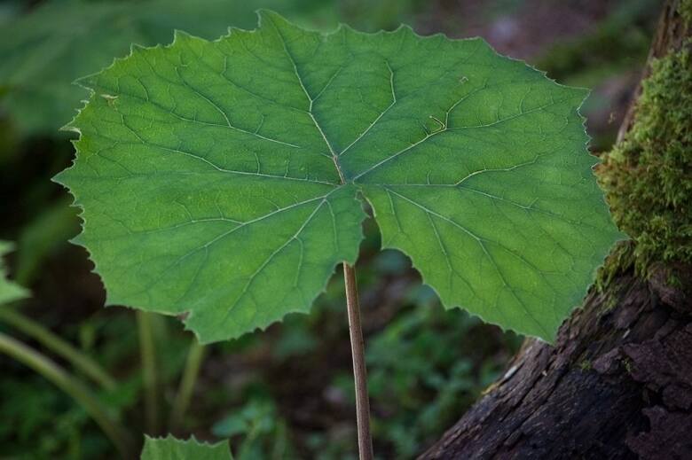 Liść podbiału z wierzchu jest zielony, a od spodu pokrywa go srebrzysty meszek. To liście są najcenniejszym surowcem leczniczym.