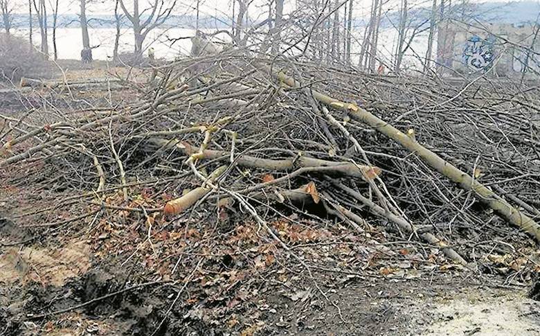Wycinka drzew: Nowe przepisy 2017. Koniec wielkich żniw pilarzy