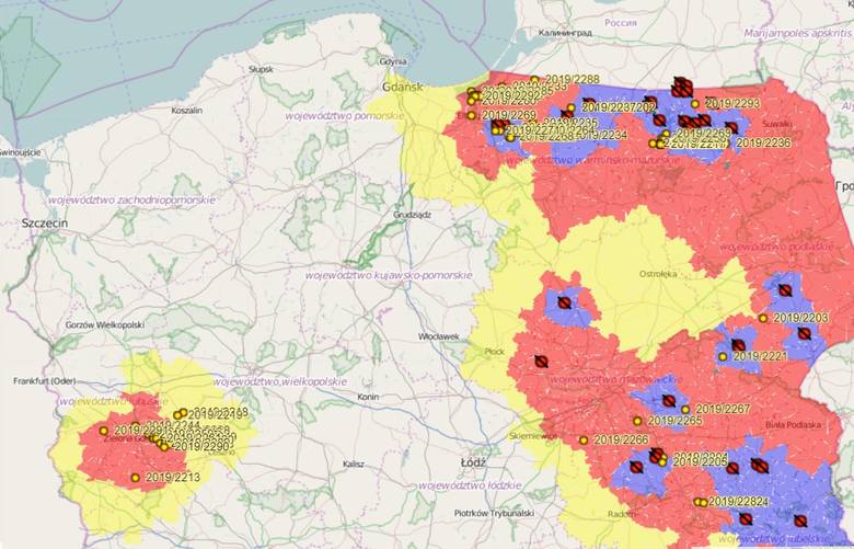 Nowe przypadki ASF na mapie Polski. Kolejne dziki w zachodnich województwach