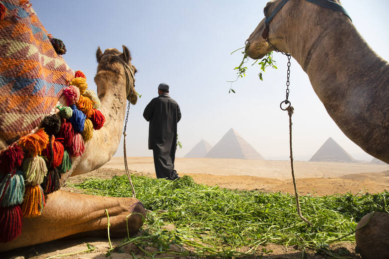 Egipcjanin karmiący wielbłądy