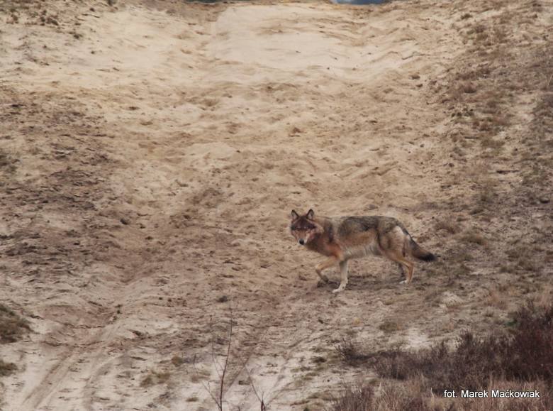 Cudem uratowany pod Ciechocinkiem wilk Miko zginął z rąk myśliwego. Nie on jeden