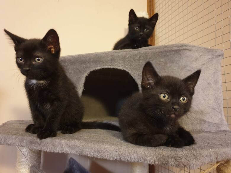 Te trzy kociaki szukają nowego domu, tymczasowo dom mają w Grand Kotelu w Bydgoszczy.