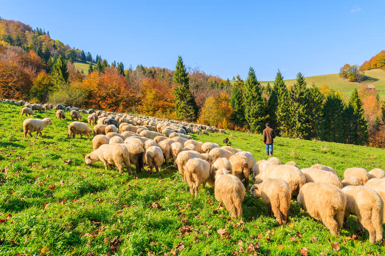 Jesienny wypas owiec w Pieninach