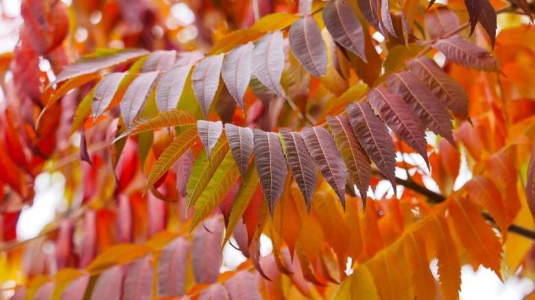 Jesienią liście sumaka pięknie się przebarwiają - od jasno żółtego koloru, po ciemne bordo.