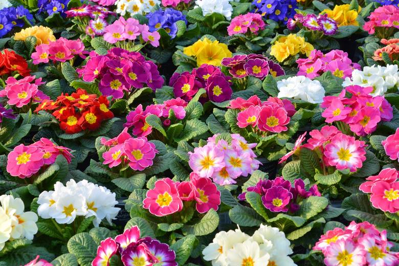 <strong>Prymulki czyli pierwiosnki</strong> zachwycą nas kolorami, a często też zapachem kwiatów. Na wczesnowiosenne balkony najlepiej nadają się pierwiosnki bezłodygowe i to właśnie je kupimy najłatwiej, w wielkim wyborze kolorów i ich zestawień (często mają dwukolorowe kwiaty, o cieniowanych płatkach, z...