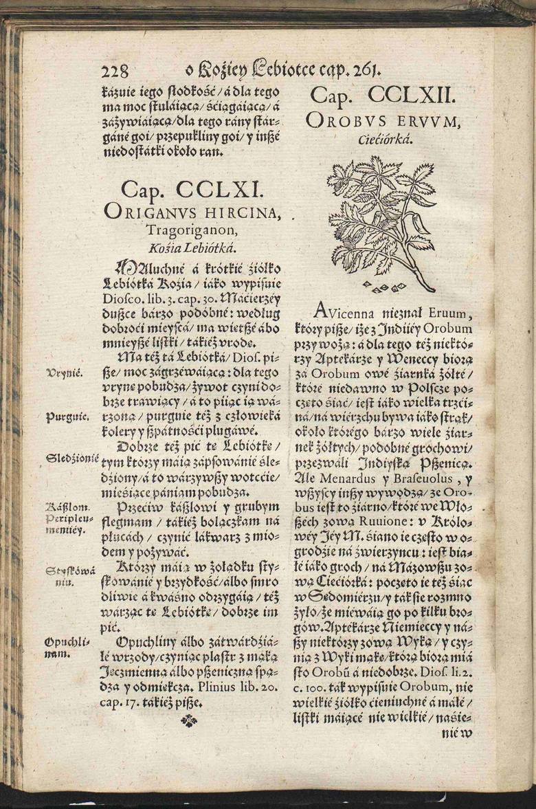 Tekst „Herbarza Polskiego”, opublikowany 22 lata po śmierci autora, nieprzypadkowo przeszedł do historii. To kopalnia wiedzy z czasów renesansu na temat 375 roślin.Na zdjęciu rysunek i opis cieciorki.