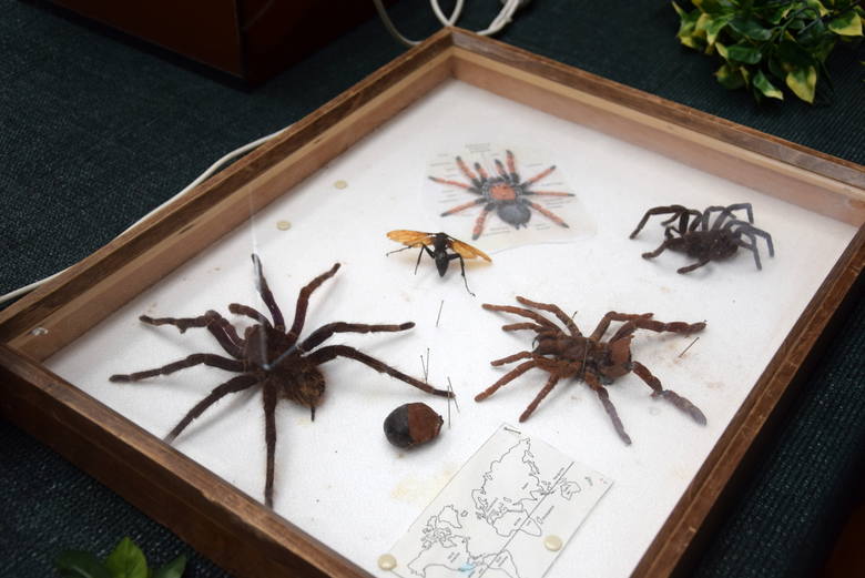 Wystawa dinozaurów i żywych pająków i insektów w Skierniewicach [ZDJĘCIA, FILM]