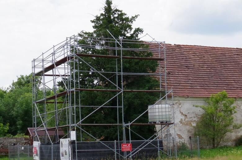 To najstarsze drzewo w Polsce, które znajduje się w zupełnie niepozornym miejscu, oparte o ścianę jednej ze stodół w środku wsi. Cis liczy już 1286 lat