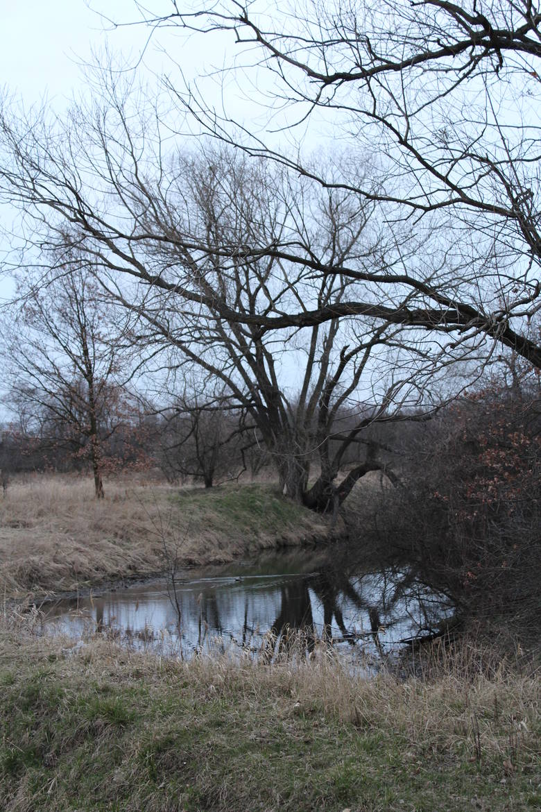 Drzewa podgryzione przez bobry niedaleko kamionki Bolko.