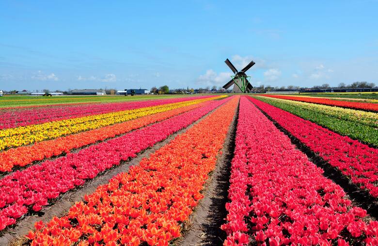 Rozległe pole tulipanów z wiatrakiem w tle