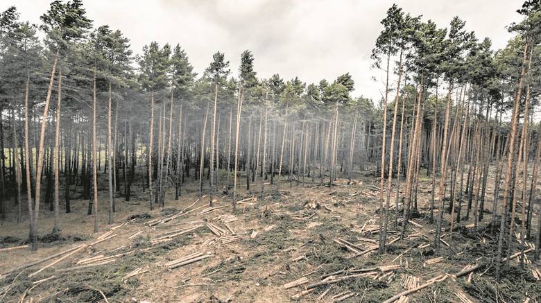 Pas powalonych drzew w lasach między Nowym Miasteczkiem a Bytomiem Odrzańskim robi wrażenie. Kto wie, jak daleko mogłaby dojść trąba powietrzna, gdyby