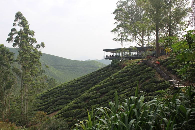 Herbata - czy wiesz, jak powstaje? Zobacz pola herbaty w Malezji i sposoby przygotowywania jednego z najstarszych napojów świata