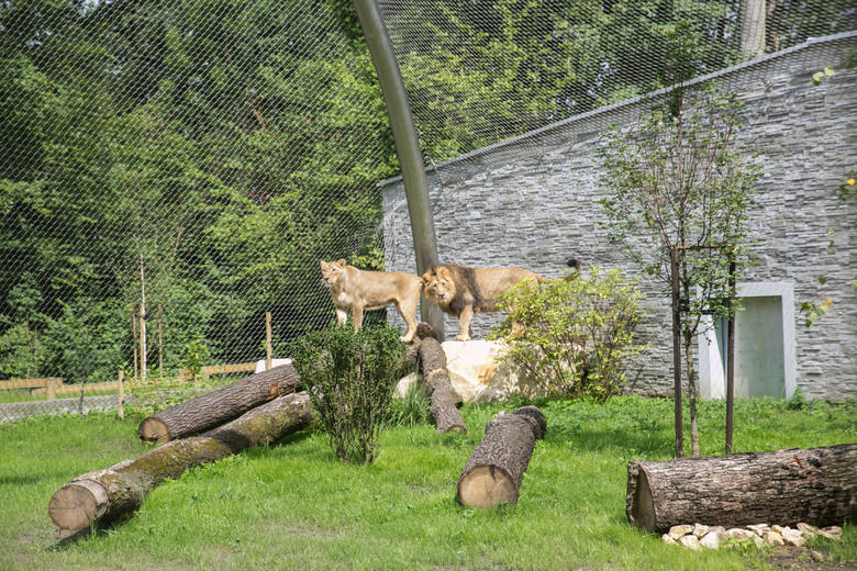 Lwy azjatyckie:  Sabal i  dostały w lipcu nowy, większy wybieg. Pracownicy liczą, że tutaj lwia rodzina się powiększy