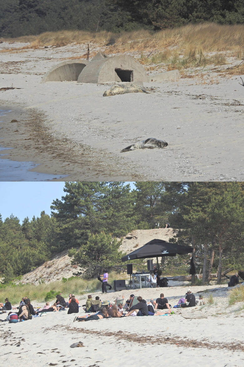Długa Mielizna (to samo miejsce), odpoczywające foki szare i odbywająca się rok później impreza muzyczna