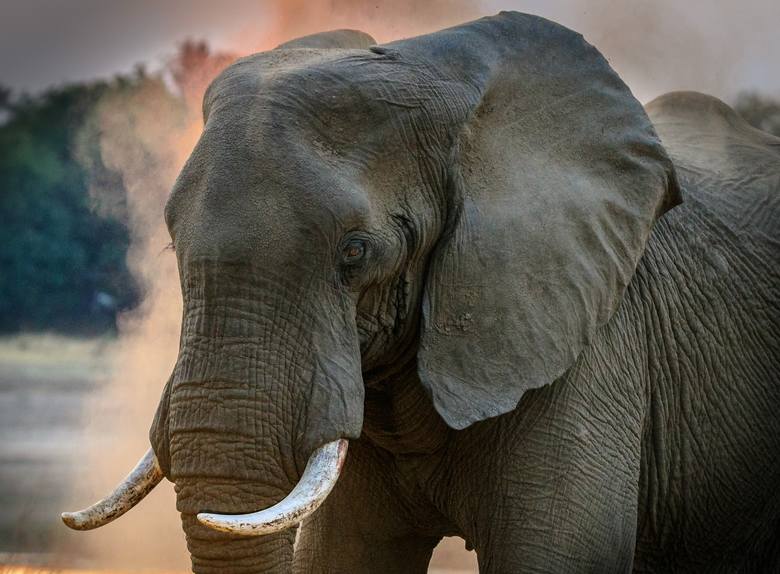 Słonie, jednie z bardziej inteligentnych zwierząt na świecie, odpowiadają rocznie za śmierć nawet 500 osób. Ich ogromne cielska z łatwością tratują intruza.