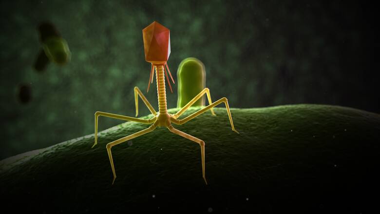 Bakteriofagi to wirusy atakujące konkretne bakterie.