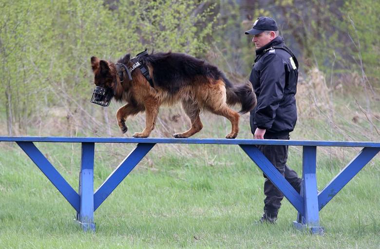 Policyjne psy na egzaminie 