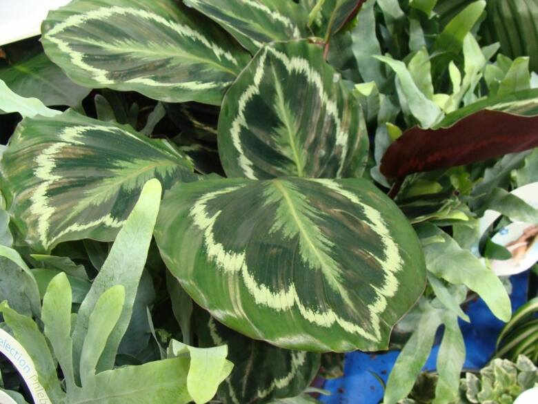 Kalatee ze względu na stosunkowo duże i liczne liście należą do roślin, które dobrze oczyszczają powietrze.