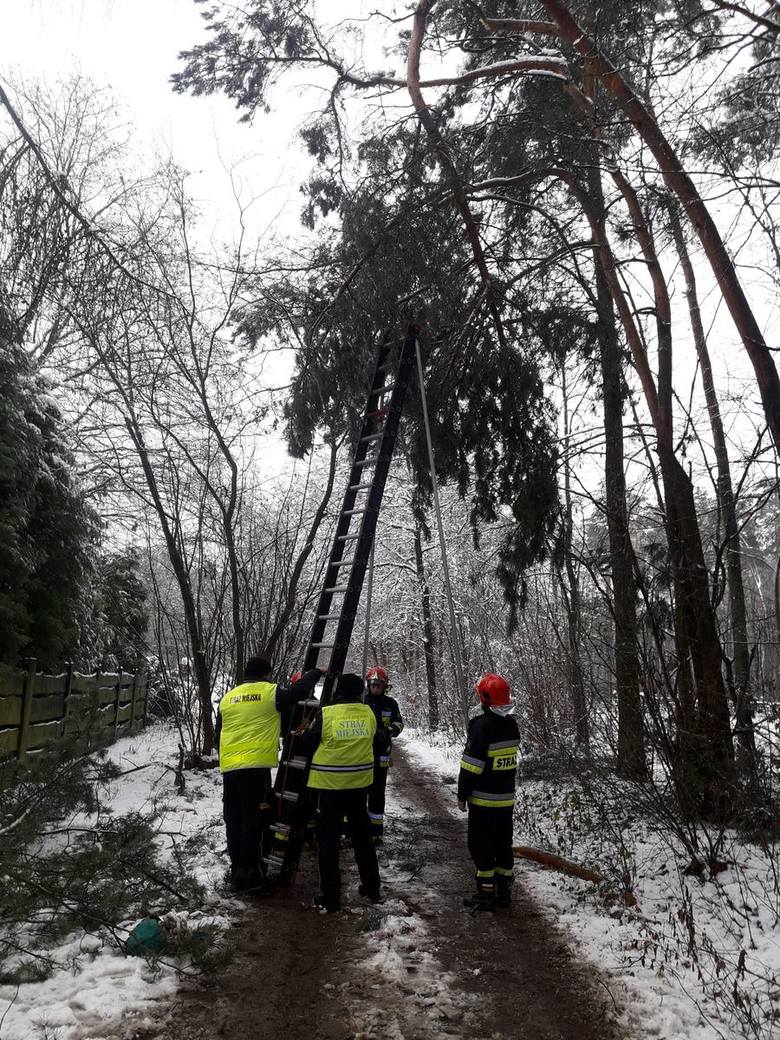 Strażacy kilkanaście razy usuwali połamane pod ciężarem śniegu konary drzew.