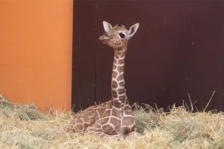 Ostatnio w zoo urodziły się żyrafa i zebra. Które zwierzaki teraz czekają na młode?