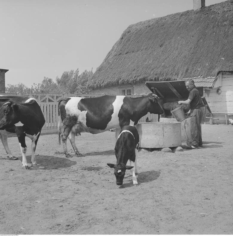 1971 r. Rolnik podczas pojenia bydła przy studni na podwórzu.