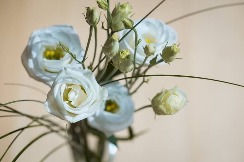 Eustomy mogą mieć kwiaty pojedyncze, pełne lub pełne, jedno lub dwukolorowe. Najczęściej spotyka się białe, kremowe, różowe, fioletowe, niebieskawe.
