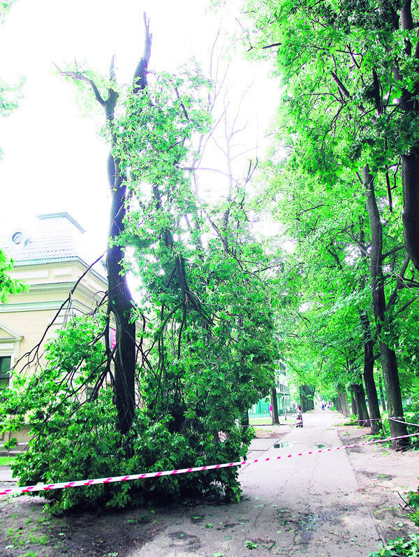 Podczas wichury zupełnie zniszczonych zostało około 200 drzew. Na zdjęciu park Sienkiewicza.