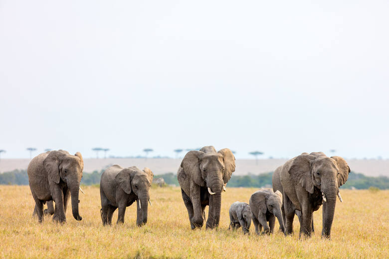 Słonie w parku safari w Kenii