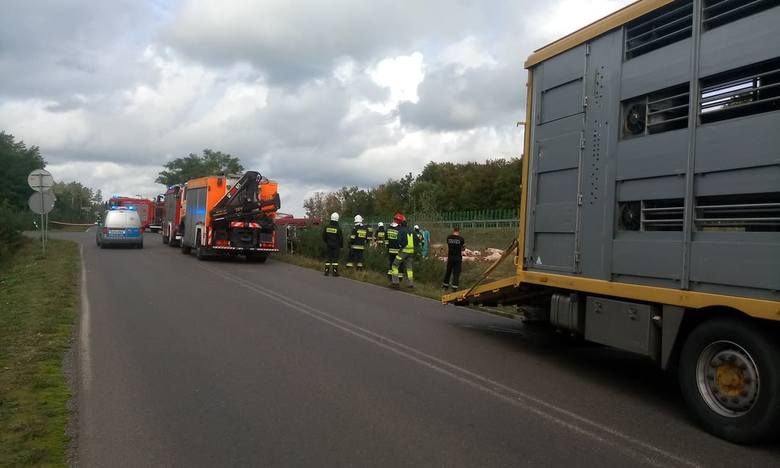 Wypadek pod Gorzowem. Z drogi wypadła ciężarówka przewożąca ponad 180 świń - Widok jest dramatyczny - relacjonuje świadek 
